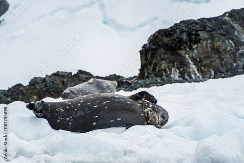 Close-up of two Weddell seals -Leptonychotes weddellii- resting on a small iceberg near Danco Island on the Antarctic peninsula photo