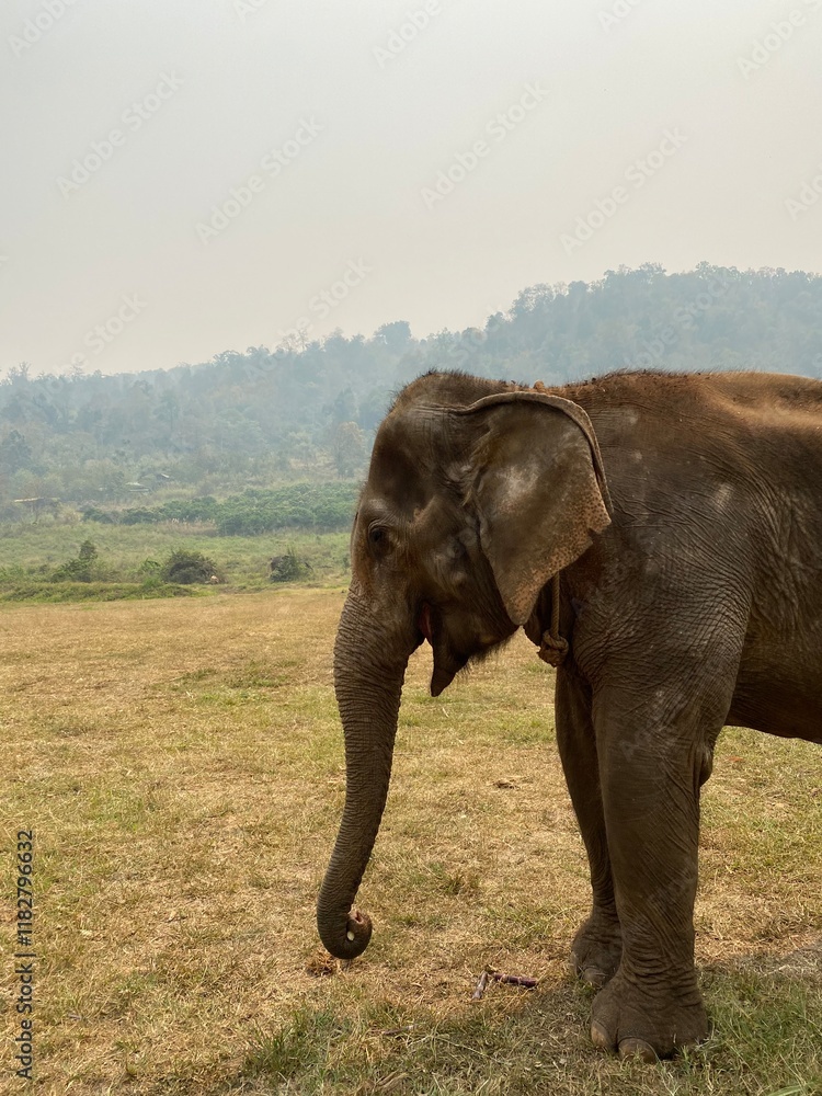 Fototapeta premium Elephant in Chiang Mai 