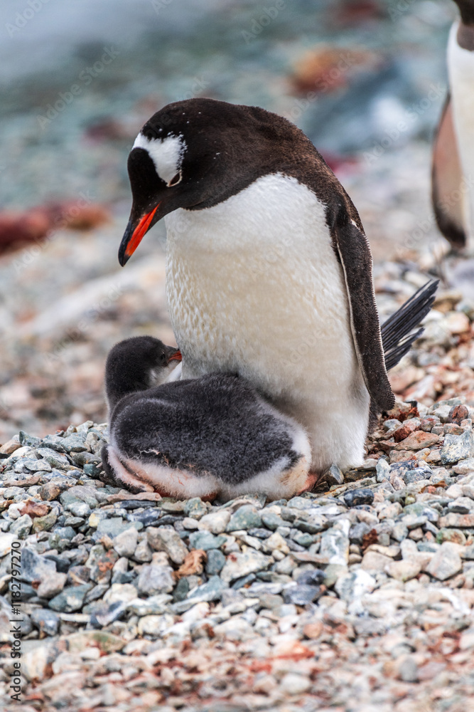 Naklejka premium Impression of a mother Gentoo Penguin -Pygoscelis papua- with its chick at Danco Island, on the Antarctic Peninsula