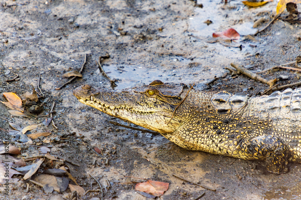 Fototapeta premium Reptile Sunbathing by the Water
