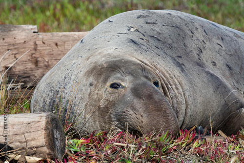 elephant seal resting