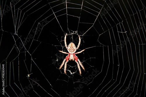 Ventral view of Garden Orb Weaver spider (Eriophora transmarina) at night, South Australia photo