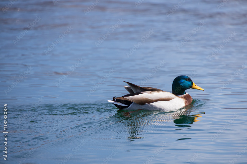 Obraz premium Mallard swimming on the lake