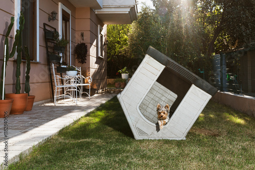 Little dog jumping out from an upside down doghouse