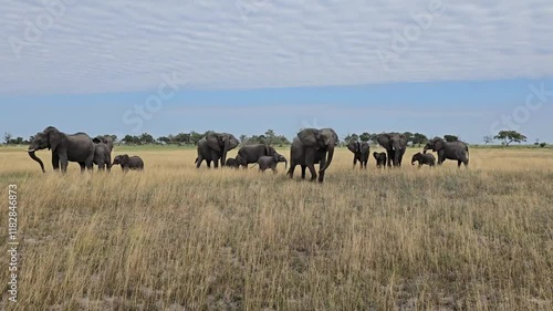 herd of elephants