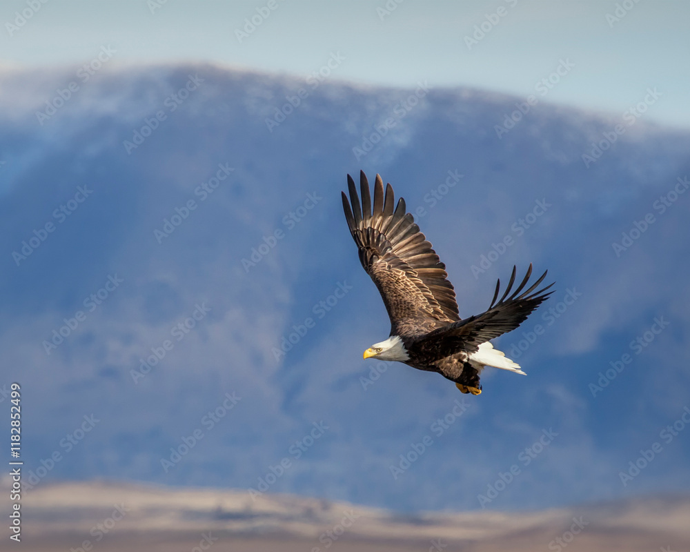 Fototapeta premium bald eagle in flight