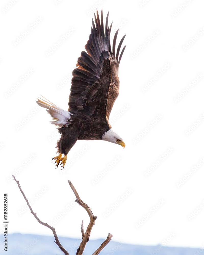 Naklejka premium American Bald Eagle