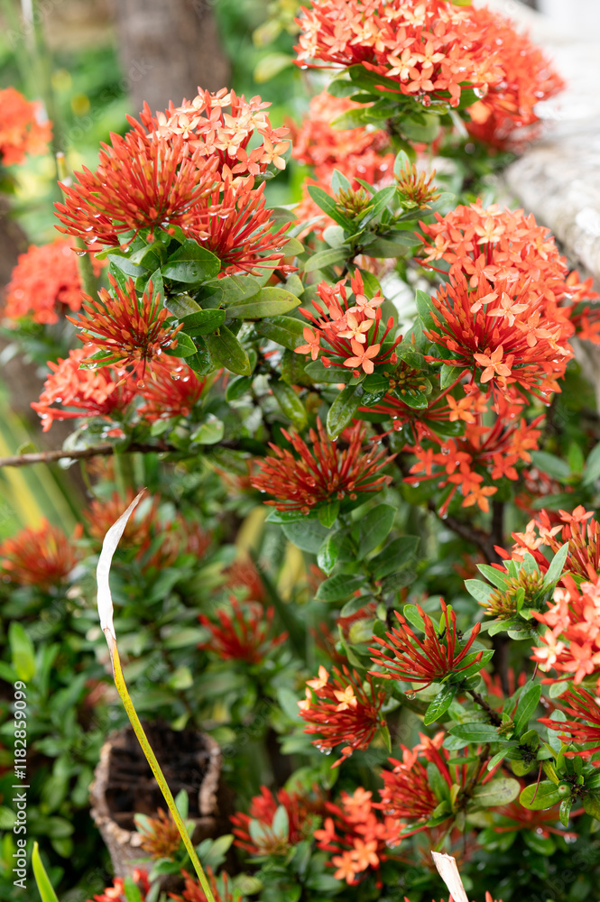 red ixora wet green leaves garden flower with water drops on a blurred garden background. Focus concept. Space for text. Floral nature red ixora wet green leaves garden flower with water drops on a blurred garden background. Focus concept. Space for text. Floral nature