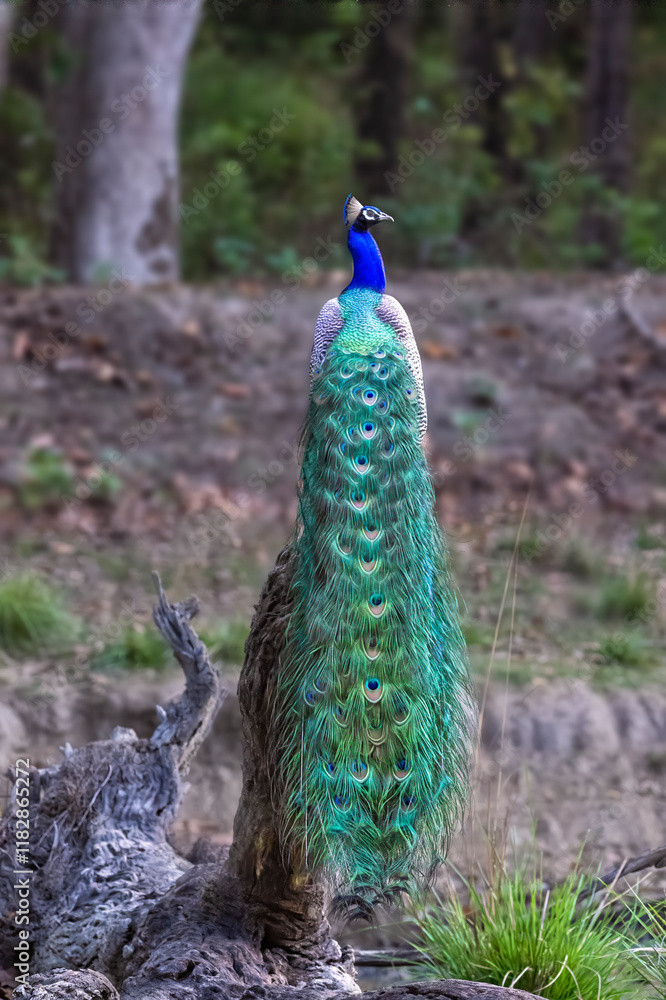 Naklejka premium Peacock perched on a log with his train of feathers trailing down the log from behind.