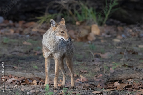 Indian jackal standing alert close up. photo