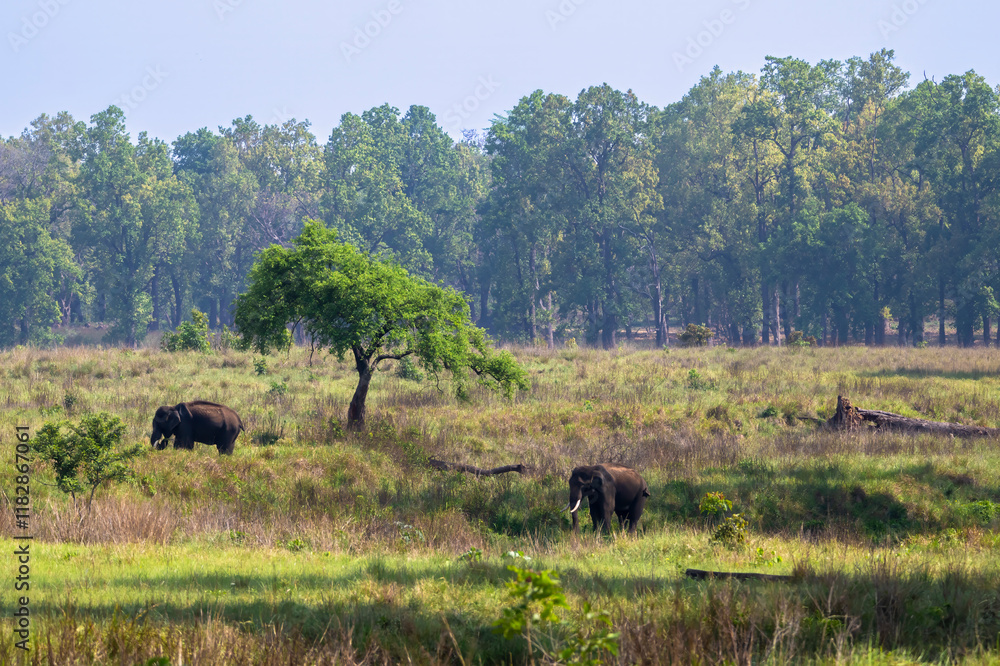 Fototapeta premium Two Indian elephants with tusks, grazing in the grass with forest in the background.