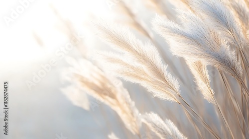 Soft Light Illuminates Fluffy Pampas Grass Blades