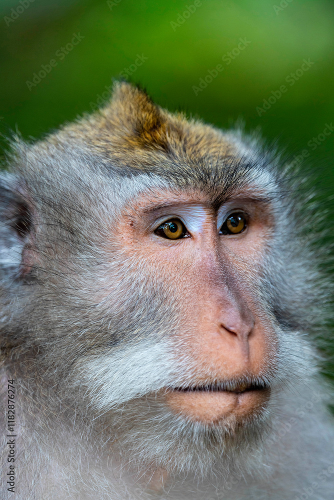 Macaque Monkey in Monkey Forest, Ubud, Bali, Indonesia Macaque Monkey in Monkey Forest, Ubud, Bali, Indonesia