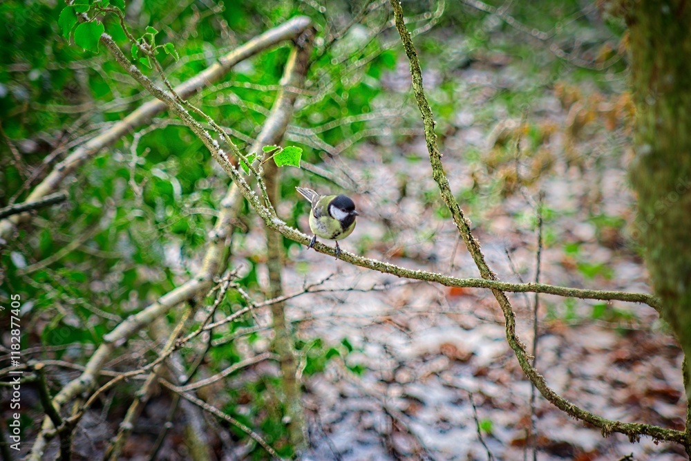 a small bird perched on a thin branch amidst a dense, green, and slightly blurred forest or woodland area. The bird is the focal point, adding interest to the natural setting a small bird perched on a thin branch amidst a dense, green, and slightly blurred forest or woodland area. The bird is the focal point, adding interest to the natural setting