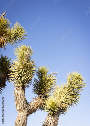 Detail of a Joshua Tree, also known as a Yucca Palm in Joshua tree National Park photo