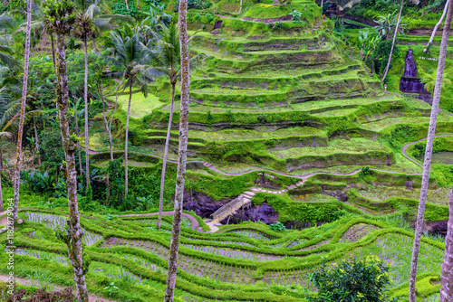 The magnificent Tegallalang Rice Terraces viewed from above in a forest of palm trees. Walking among the many amazing tiers. photo