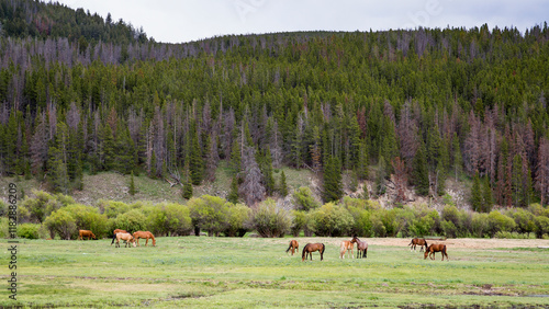 horses in Montana