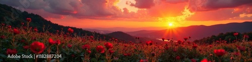 Sunset background with Vetiveria zizanioides L Nash ex Small in foreground, nature, sunset, landscape photo