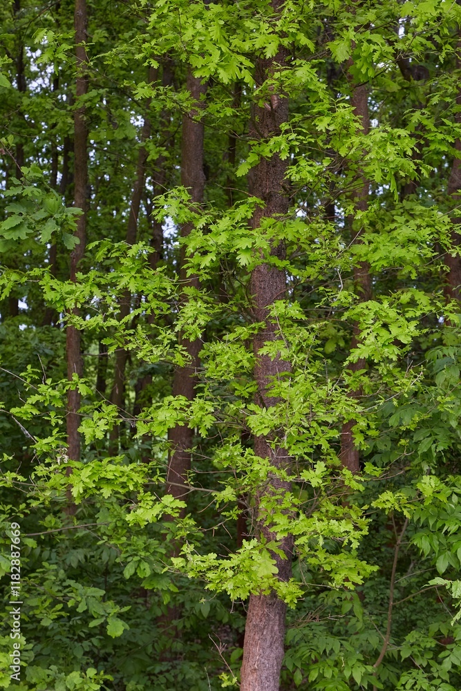 Spring Green Leaves in Woods Spring Green Leaves in Woods