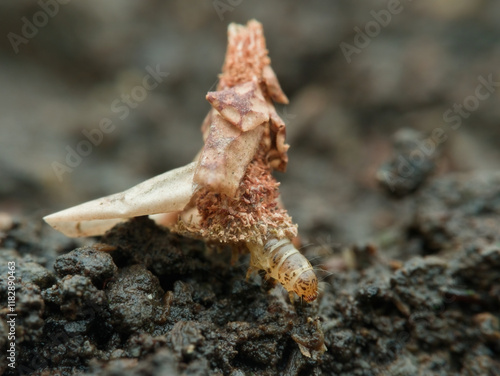 Bagworm walking on the ground photo