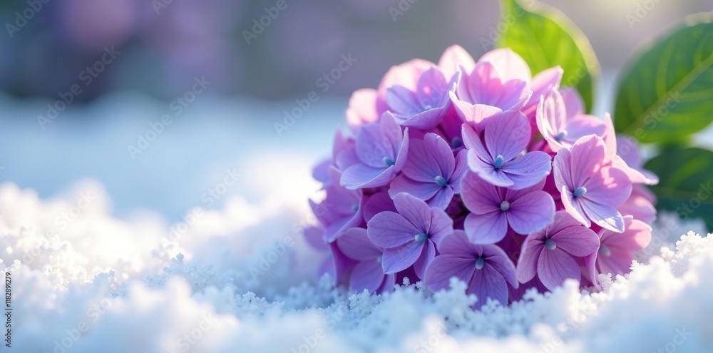 Obraz premium Delicate purple hydrangea blooms on a snowy white surface, nature, white, bloom