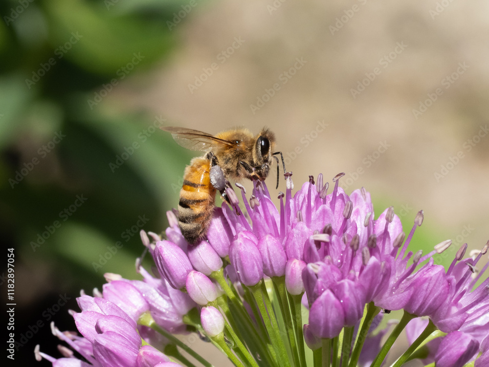 Close up of a Honey Bee feeding on a brightly colored allium flower Close up of a Honey Bee feeding on a brightly colored allium flower