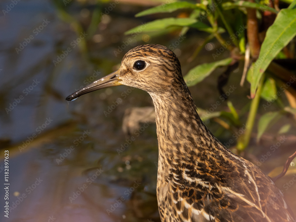 Close up of a juvenile Pectoral Sandpiper amongst marshy vegetation Close up of a juvenile Pectoral Sandpiper amongst marshy vegetation