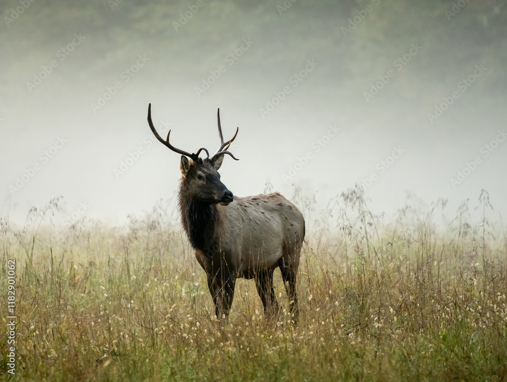 Three Quarter Profile Of Small Male Elk In Foggy Field Three Quarter Profile Of Small Male Elk In Foggy Field