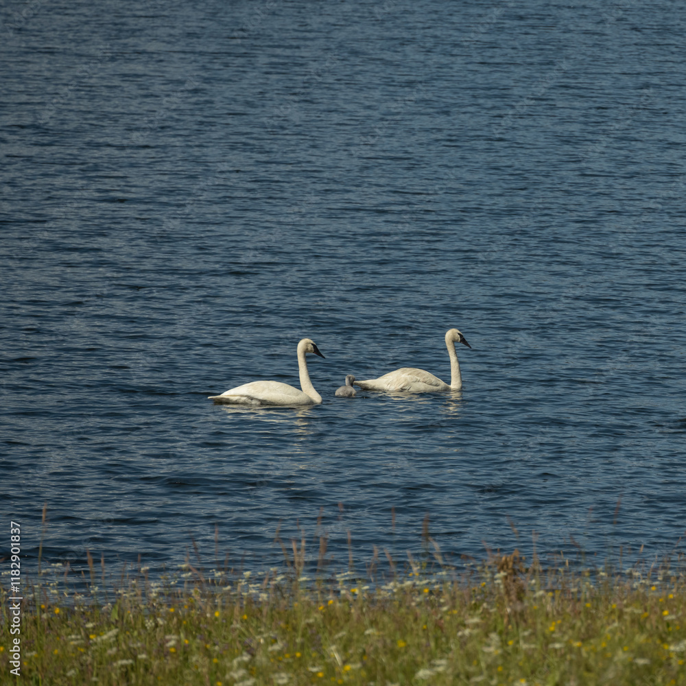 Obraz premium Two Adult Swans And Cygnet Between Them