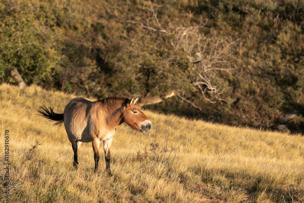 Fototapeta premium Asia, Mongolia, Hustai National Park, Hustai Mountains, portrait of a Przewalski's stallion.
