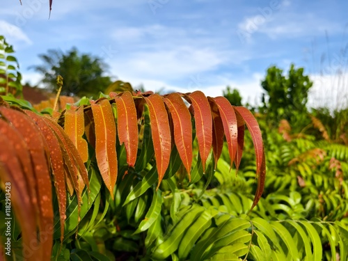 Kelakai plants (Stenochlaena Palustris) grow wild and abundantly in the tropical nature of Kalimantan photo