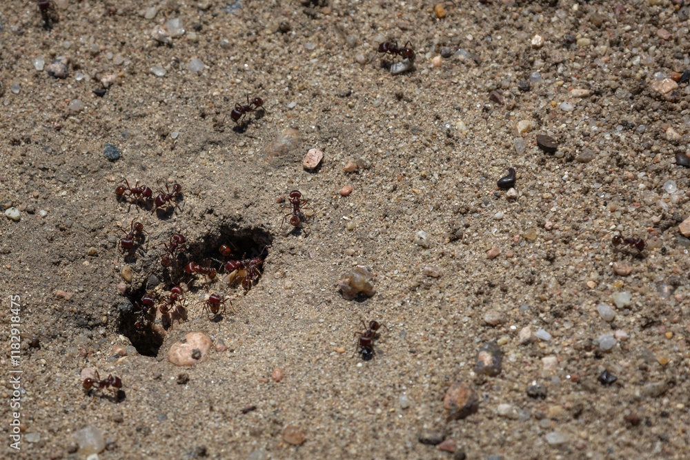 Ants in the Sand Ants in the Sand