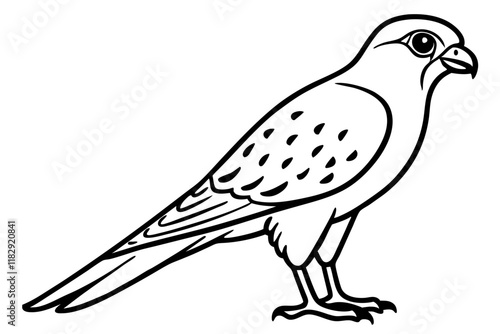 Eurasian Cuckoo Bird Vector Outline Line Art Design, Elegant Migratory Bird Illustration