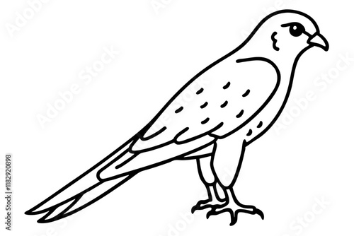 Eurasian Cuckoo Bird Vector Outline Line Art Design, Elegant Songbird Illustration