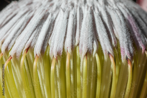 Macro of soft white and green protea flower petals texture photo