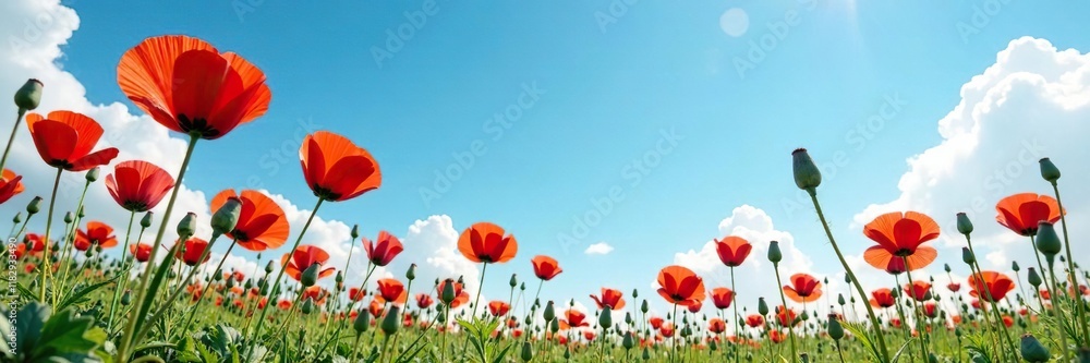 Delicate poppy flowers scattered on a vast blue sky, flowers, bloom Delicate poppy flowers scattered on a vast blue sky, flowers, bloom