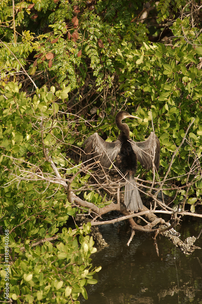 Anhinga black bird perched on small tree limbs on the edge of water. Wings are spread open on a sunny day. Preening with the beak to position feathers. Mangroves green tree in the background in early Anhinga black bird perched on small tree limbs on the edge of water. Wings are spread open on a sunny day. Preening with the beak to position feathers. Mangroves green tree in the background in early