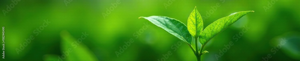 Fototapeta premium Freshly plucked tea leaves on a green tea plant stem, foliage, verdant, plant