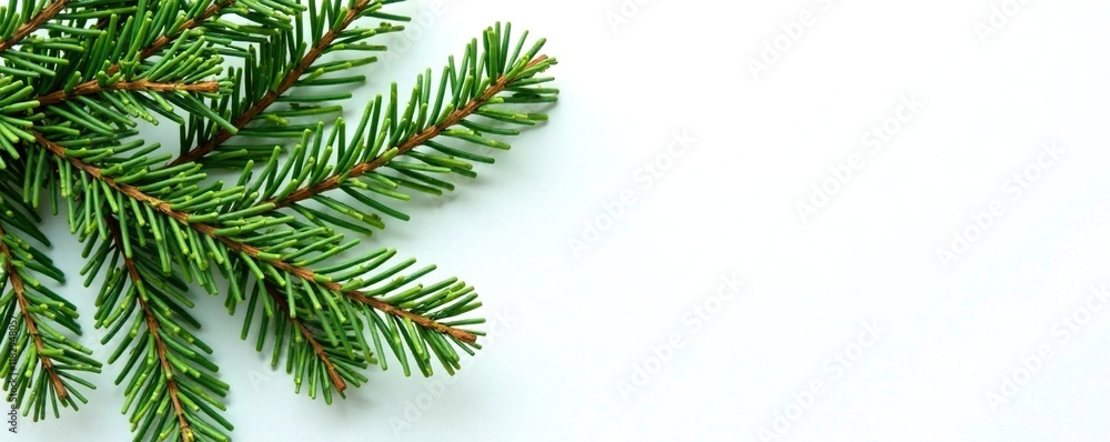 Nordmann fir needles scattered on white background, needles, leaves Nordmann fir needles scattered on white background, needles, leaves