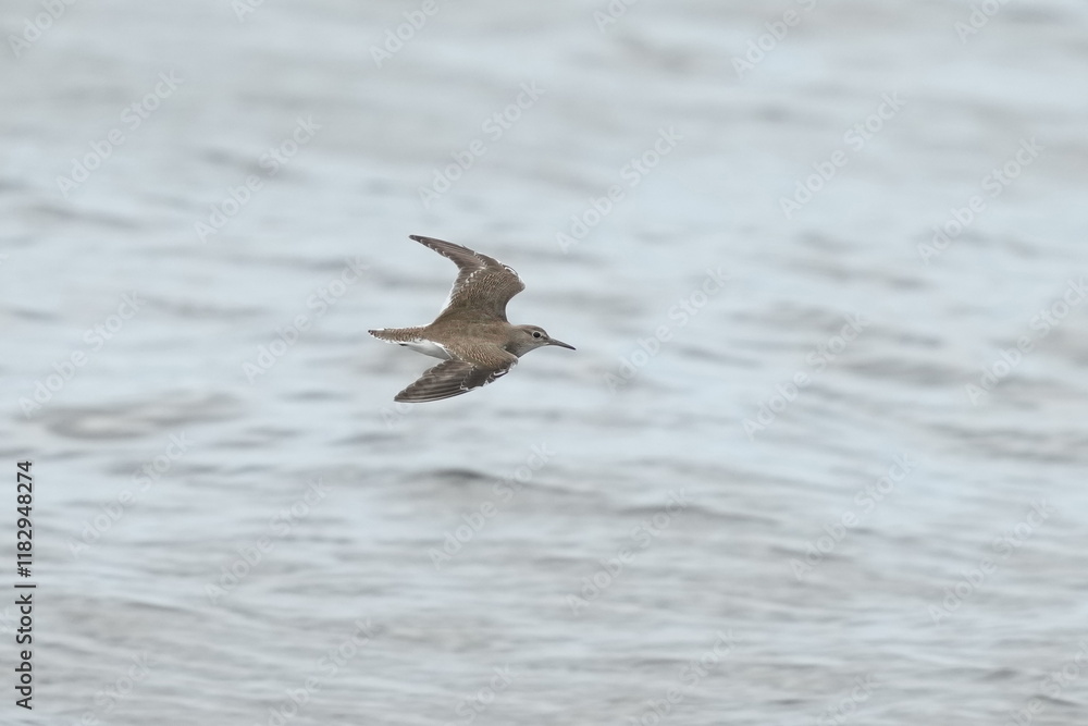 sand piper in a sea sand piper in a sea