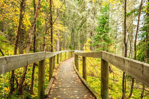 A wooden bridge over a forest path with leaves on the ground photo