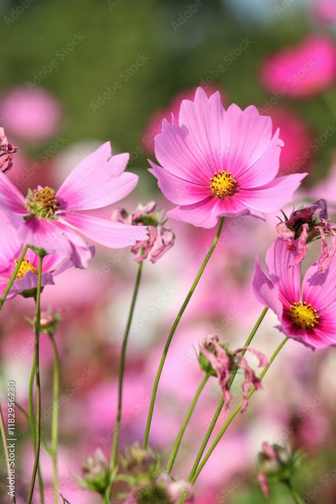 Pink cosmos flowers and leaves in the garden Pink cosmos flowers and leaves in the garden