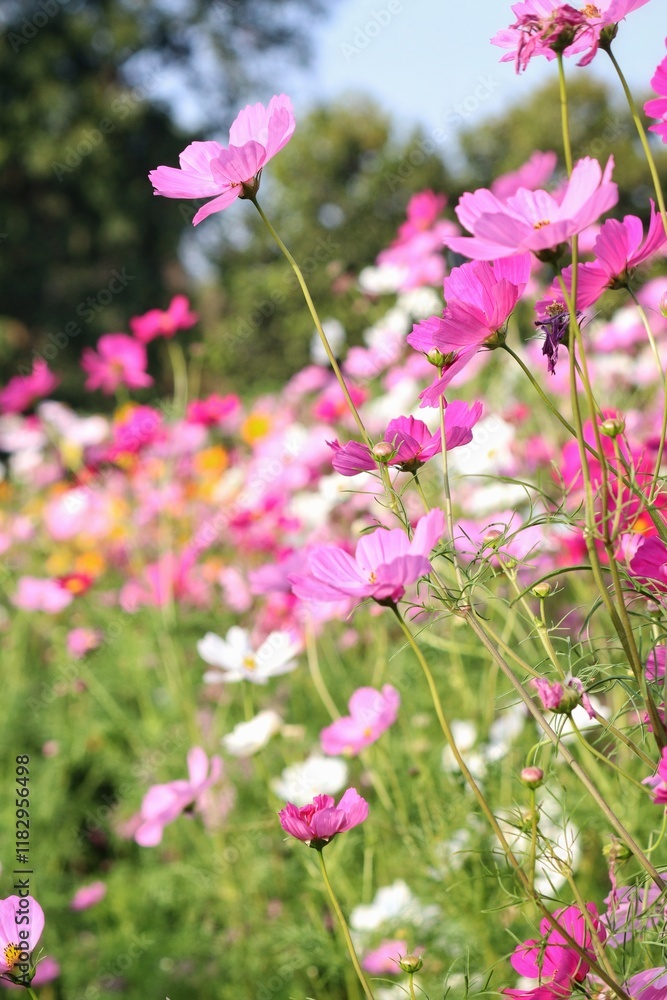 Pink cosmos flowers and leaves in the garden Pink cosmos flowers and leaves in the garden