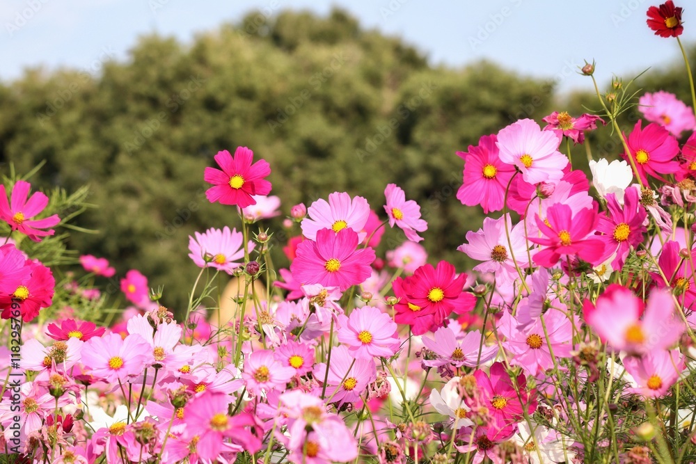 Pink cosmos flowers and leaves in the garden Pink cosmos flowers and leaves in the garden