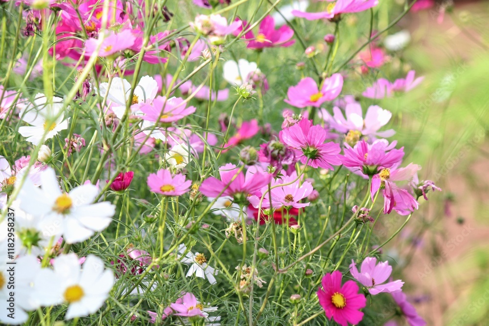 Fototapeta premium Pink cosmos flowers and leaves in the garden
