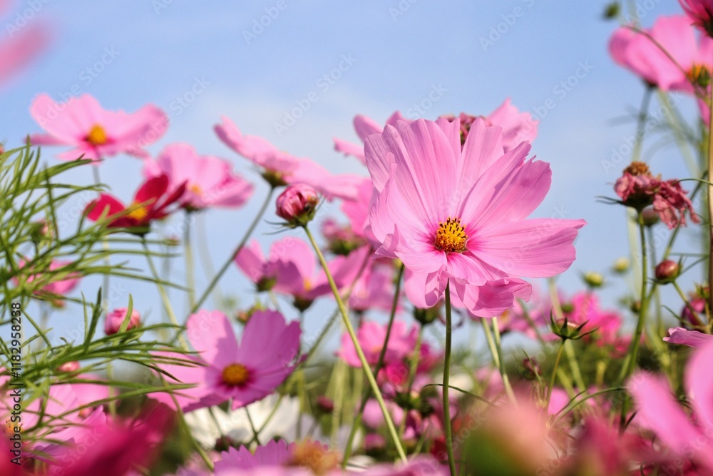 Pink cosmos flowers and leaves in the garden Pink cosmos flowers and leaves in the garden