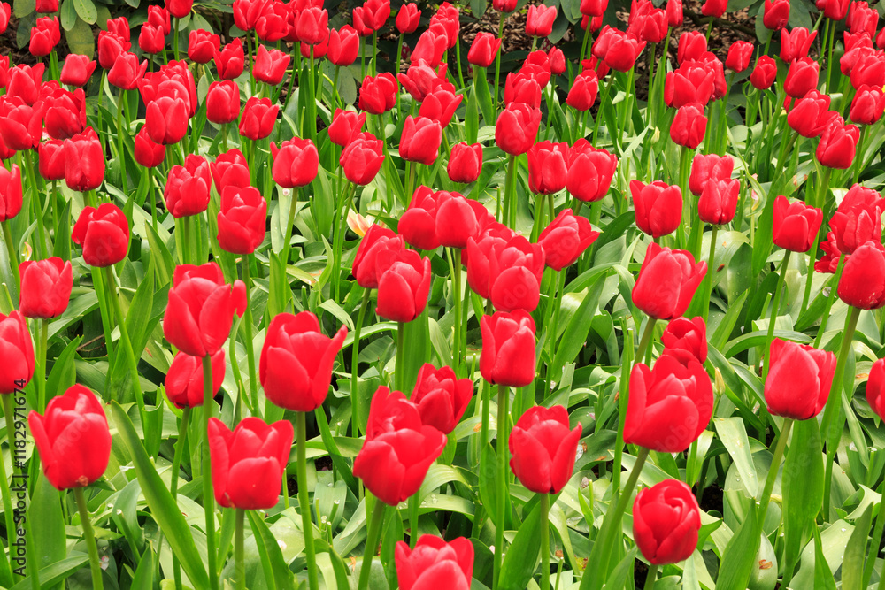 Netherlands, Flevoland. Dutch tulips in fields. Netherlands, Flevoland. Dutch tulips in fields.