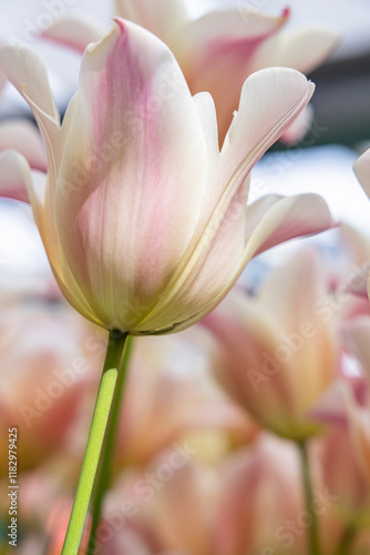 Netherlands, South Holland, Lisse. Pale colored tulips in a garden.