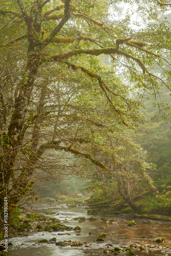Canada, British Columbia, Inside Passage. Stream through forest on Gribbell I...