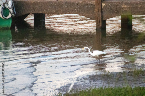 Garza en el muelle photo